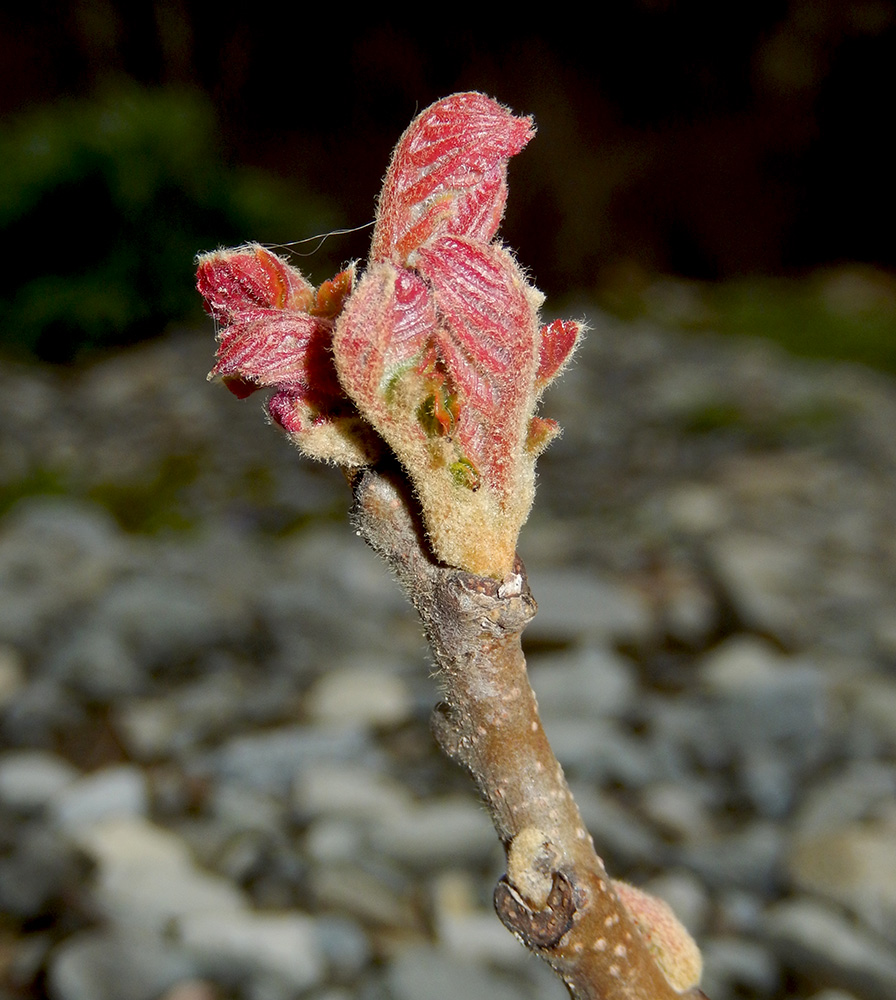 Изображение особи Rhus coriaria.