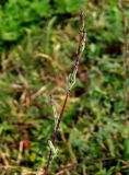 Lactuca saligna