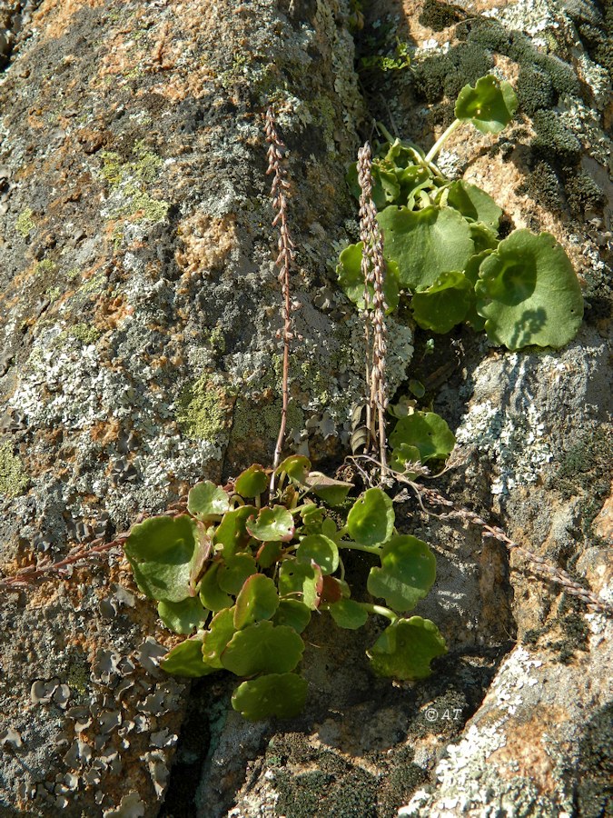 Image of genus Umbilicus specimen.