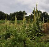 Verbascum