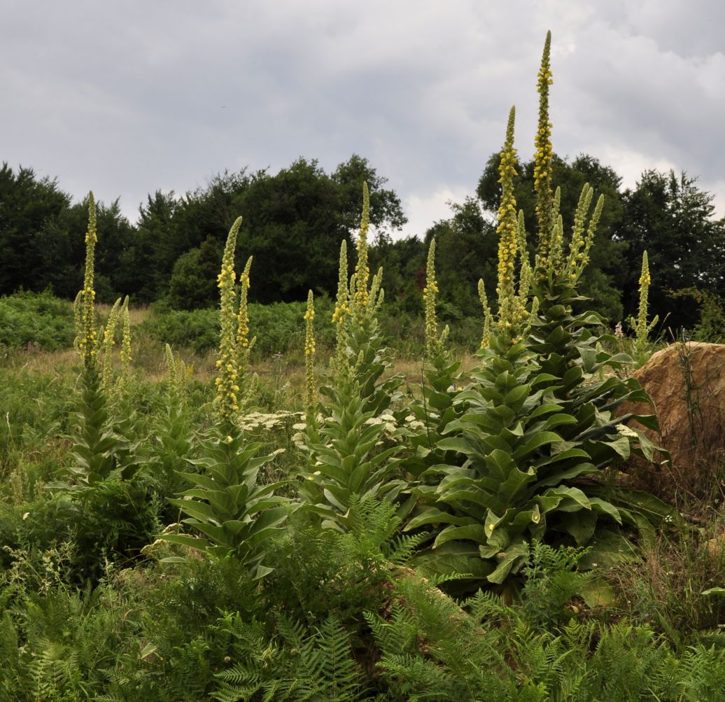 Изображение особи род Verbascum.