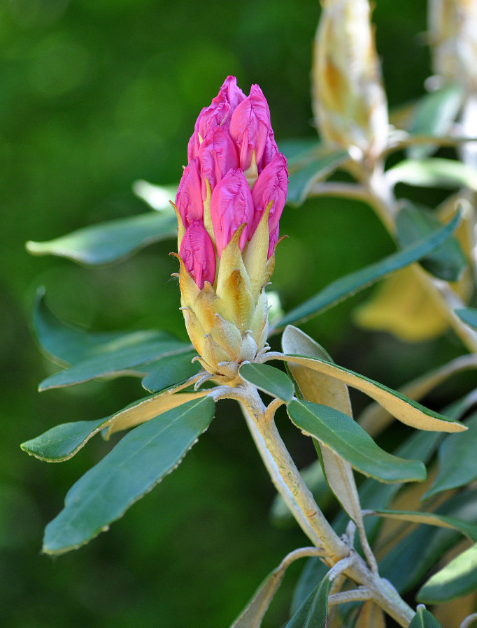 Image of Rhododendron smirnowii specimen.