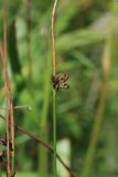 Juncus haenkei