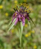 Tragopogon australis