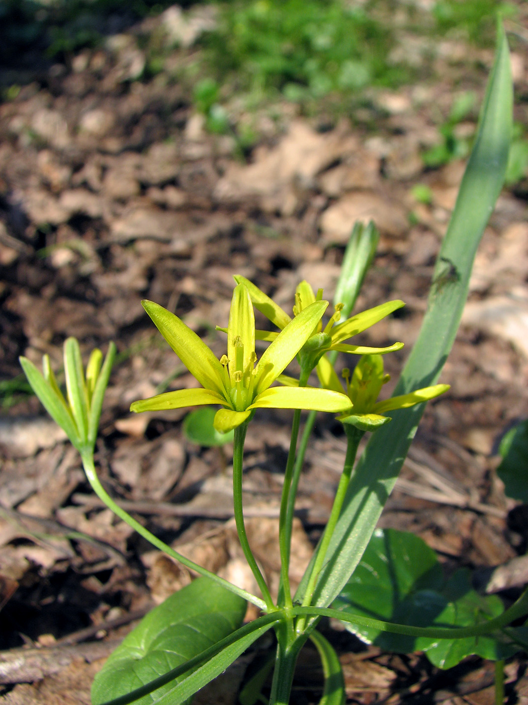 Image of Gagea lutea specimen.