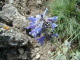 Nepeta kokanica