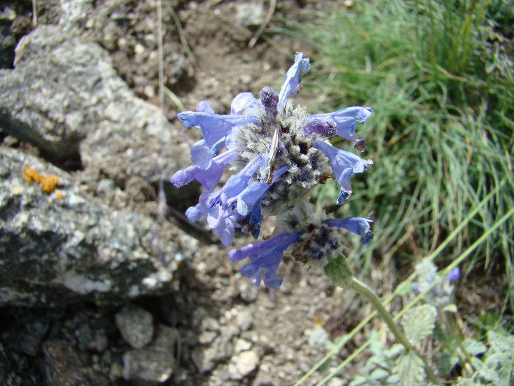 Image of Nepeta kokanica specimen.