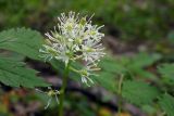 Actaea spicata