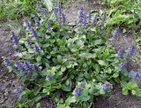 Ajuga reptans