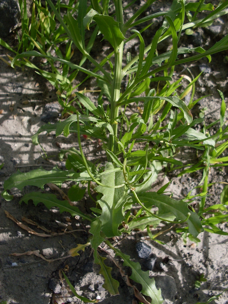 Image of Erysimum repandum specimen.