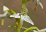 Platanthera bifolia. Цветок. Молдова, Оргеевский р-н, с. Ватич, окраина дубово-грабового леса. 28.05.2017.