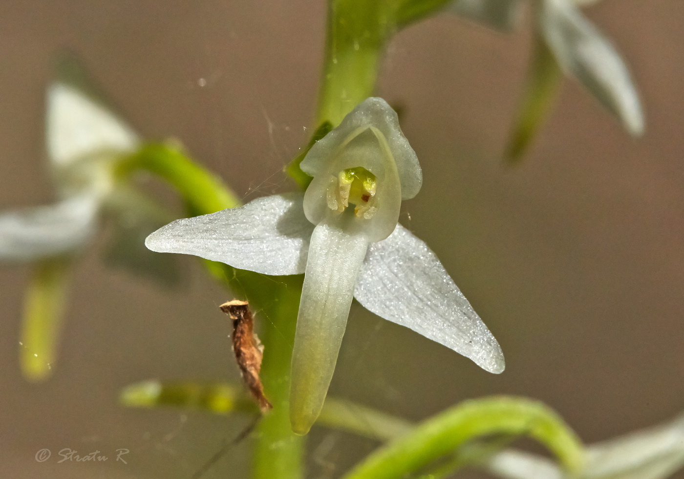 Изображение особи Platanthera bifolia.