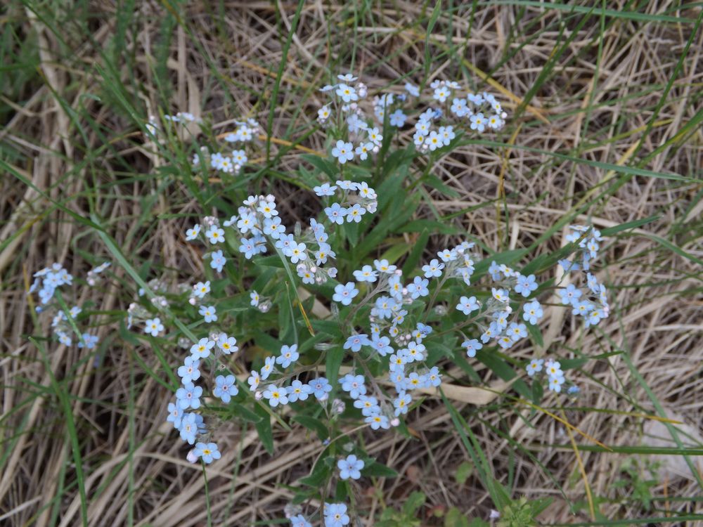 Изображение особи род Myosotis.