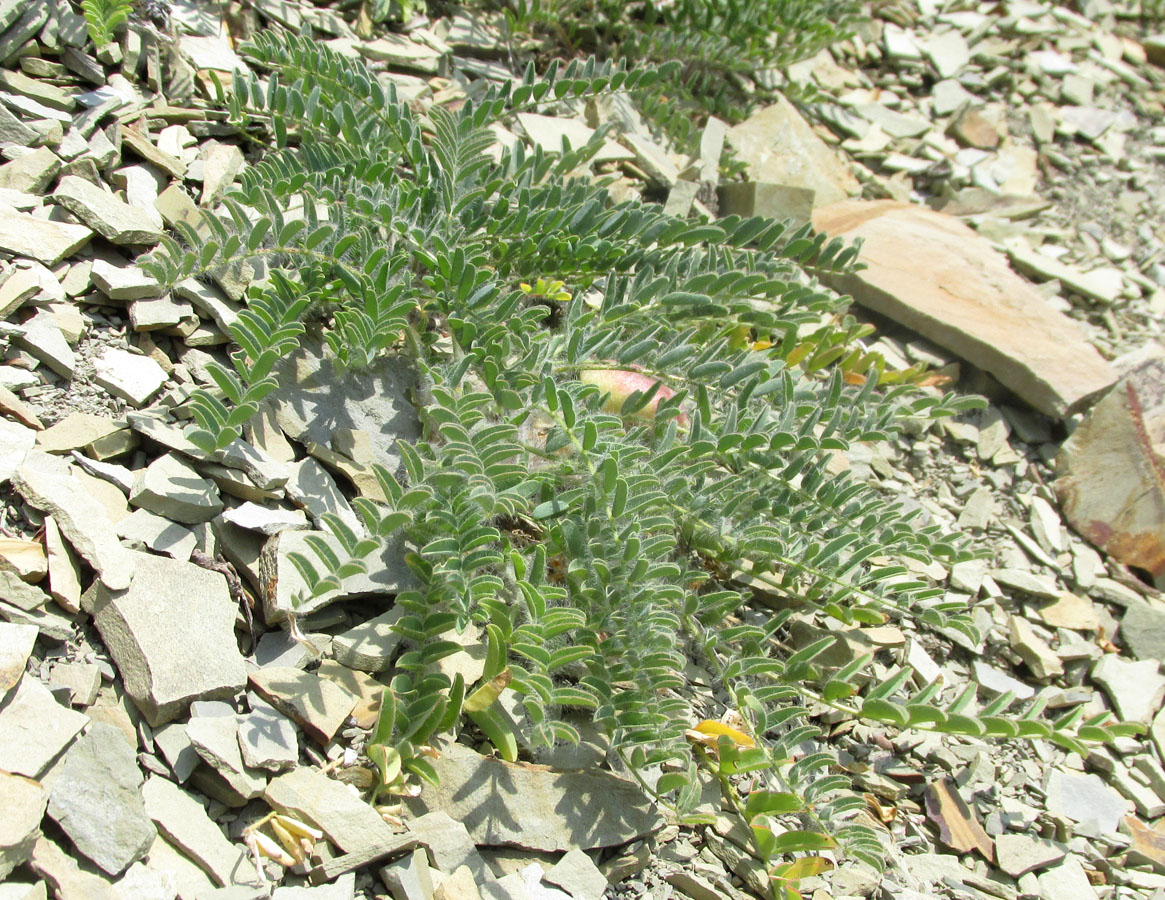 Image of Astragalus utriger specimen.