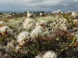 Ledum decumbens. Цветущие растения в ассоциации с Cladonia spp. Магаданская обл., окр. г. Магадан, пос. Снежная Долина, водораздел в бассейне р. Дукча, каменистая лишайниковая тундра среди зарослей кедрового стланика. 29.06.2013.