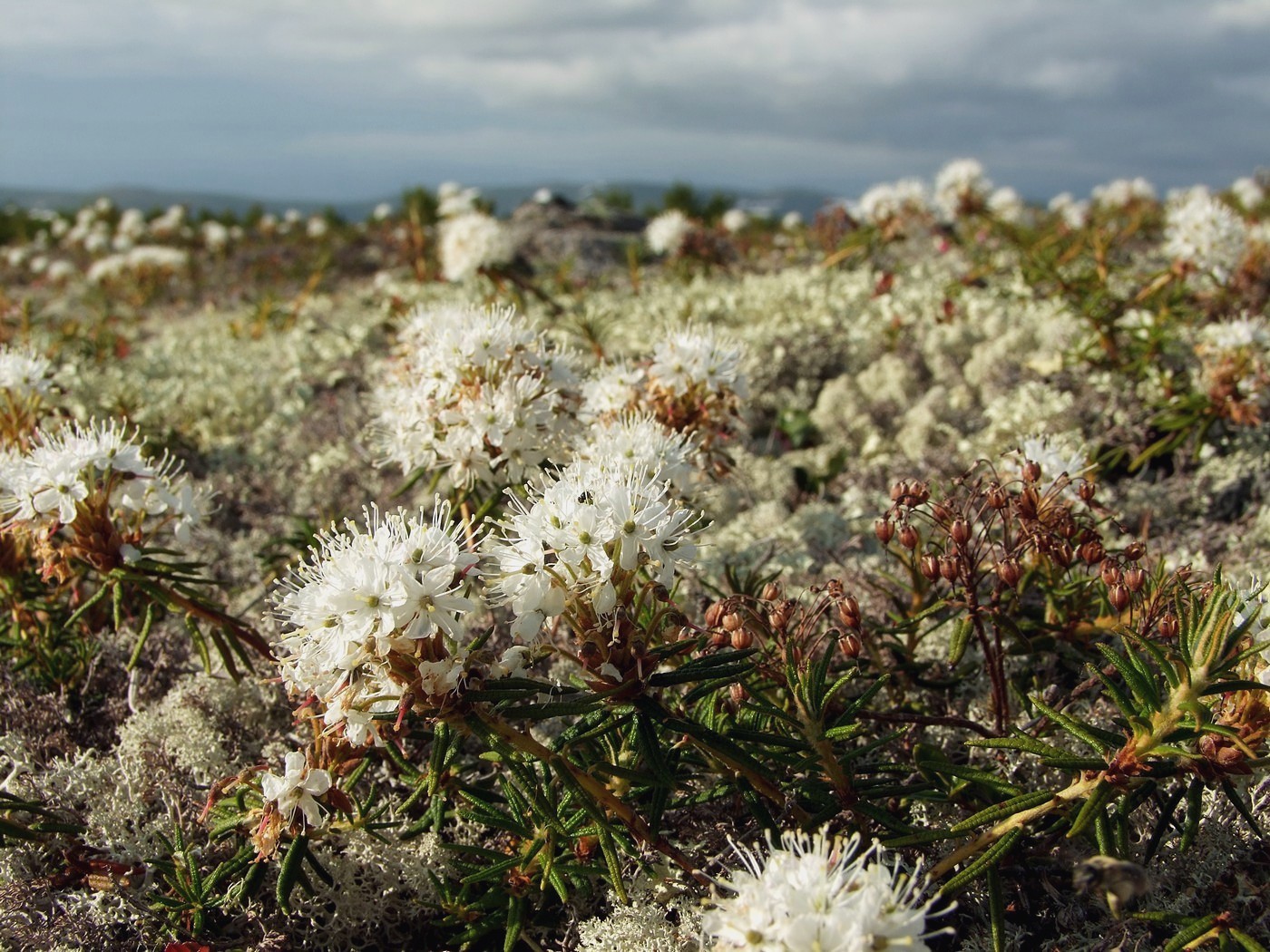 Изображение особи Ledum decumbens.