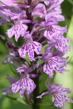 Dactylorhiza fuchsii