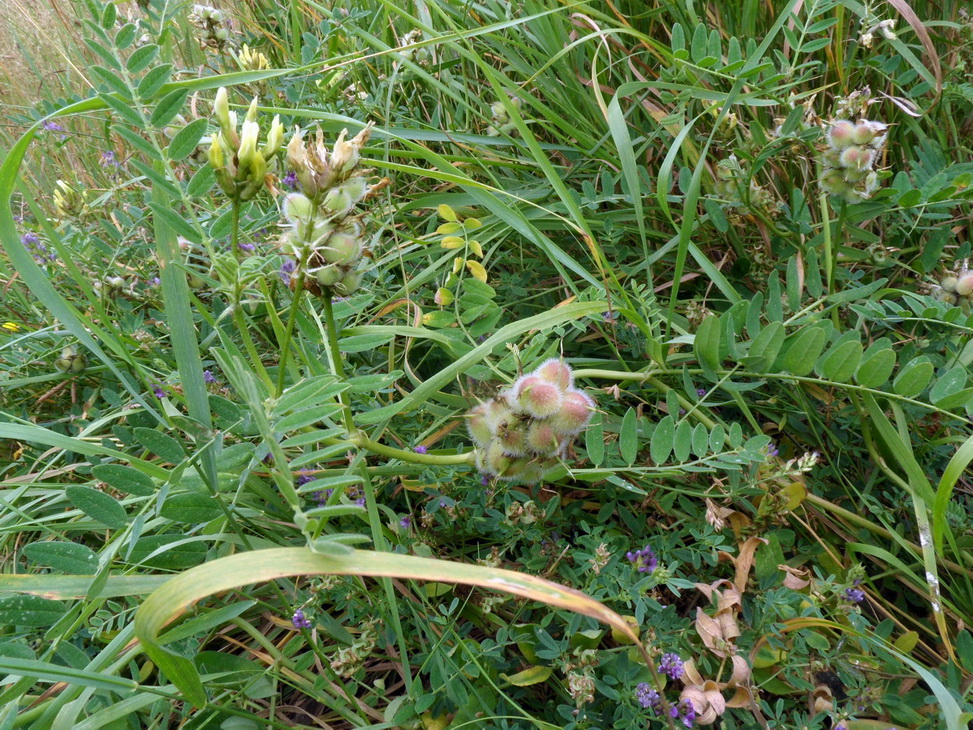 Изображение особи Astragalus cicer.