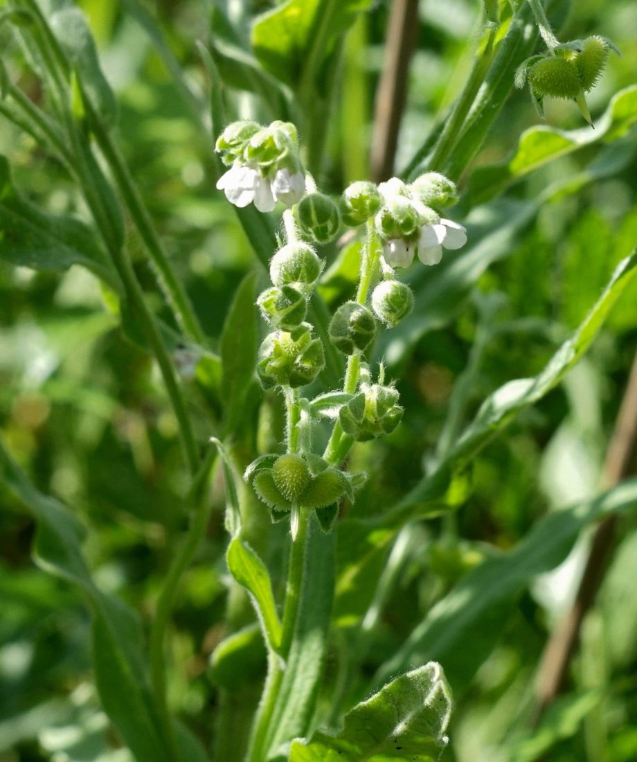 Image of Cynoglossum officinale specimen.