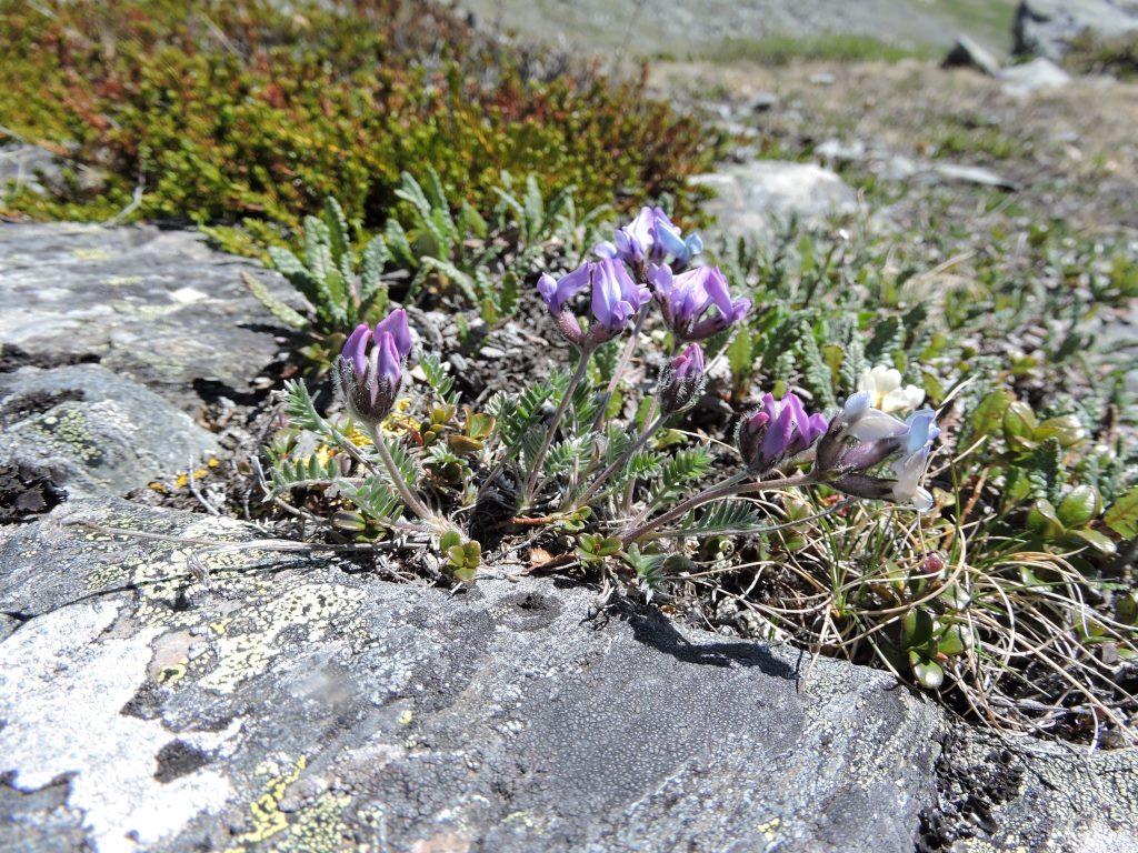 Image of Oxytropis tschujae specimen.