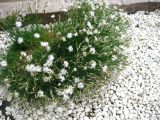 genus Dianthus