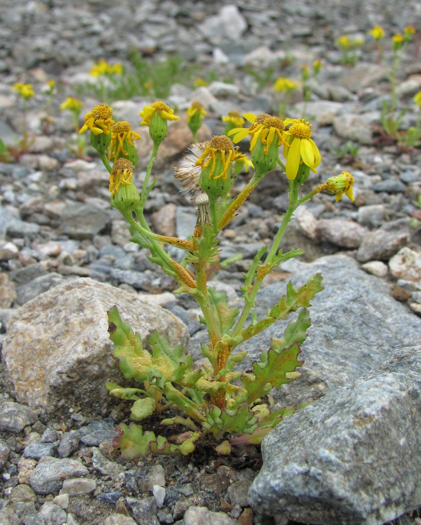 Изображение особи Senecio sosnovskyi.