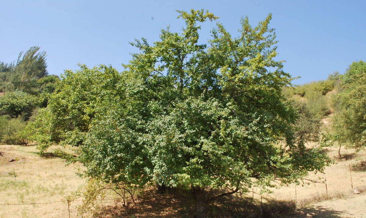 Image of Prunus cerasifera specimen.