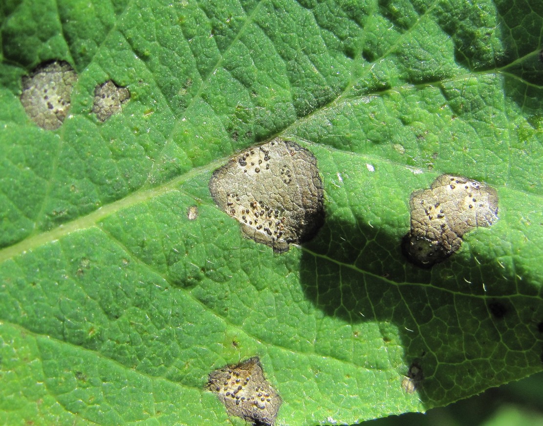 Image of Lonicera steveniana specimen.