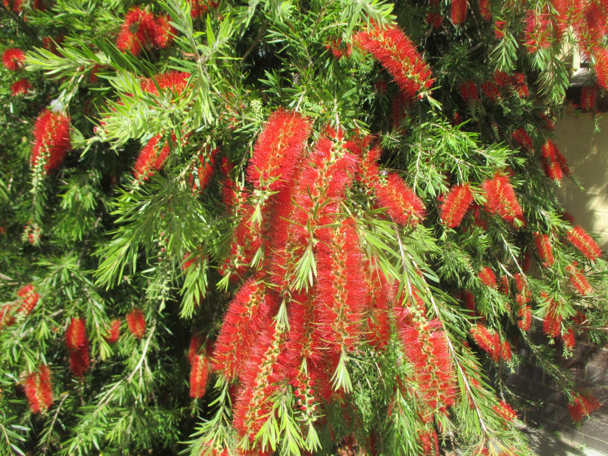 Изображение особи Callistemon viminalis.