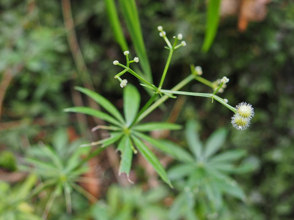 Image of Galium odoratum specimen.