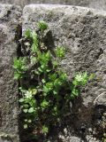 Arenaria leptoclados ssp. viscidula