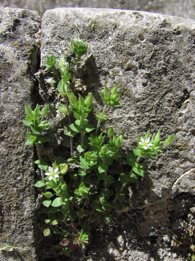 Image of Arenaria leptoclados ssp. viscidula specimen.