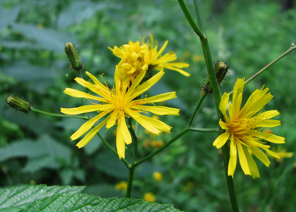 Image of Crepis paludosa specimen.