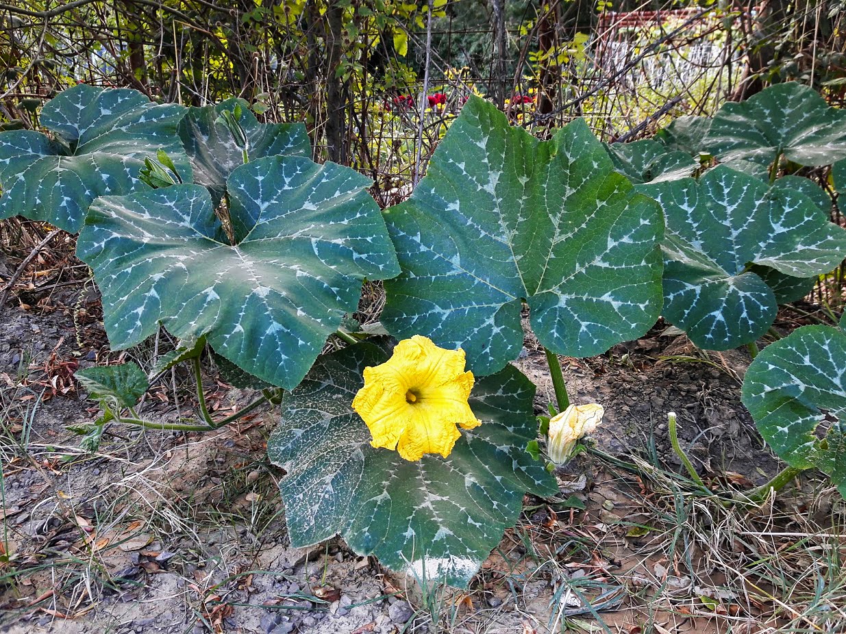 Image of familia Cucurbitaceae specimen.