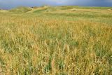 Hordeum vulgare