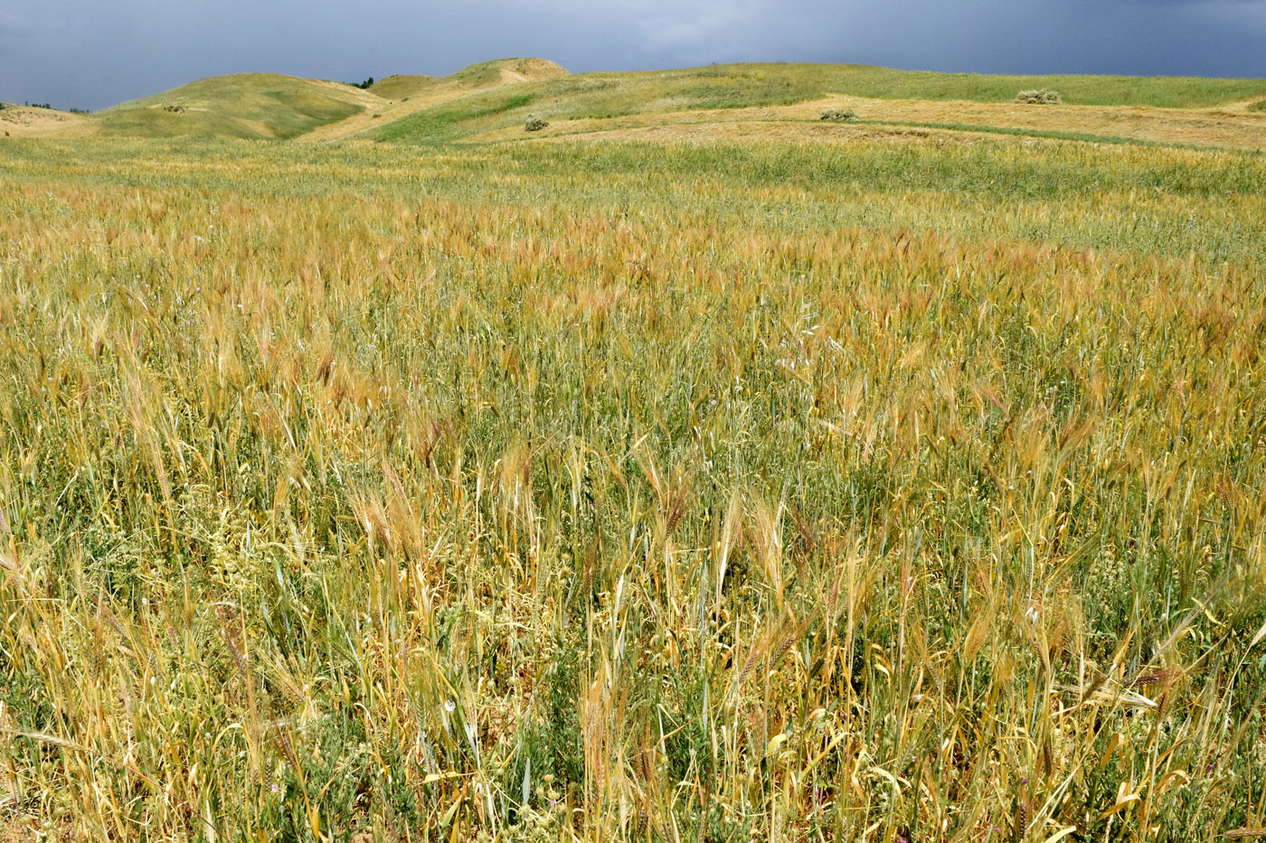 Image of Hordeum vulgare specimen.