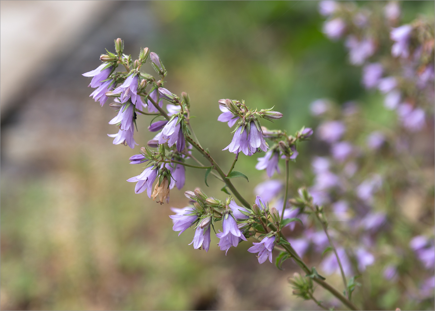 Изображение особи род Campanula.