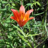 Lilium pensylvanicum. Верхушка побега с цветком. Якутия, Алданский р-н, левый берег р. Алдан в 6 км выше г. Томмот. 27.06.2016.