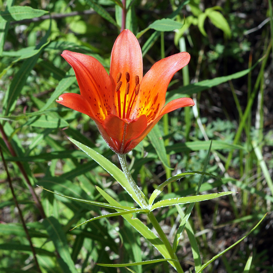 Image of Lilium pensylvanicum specimen.