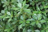 Pittosporum kunmingense. Верхушки побегов с созревающими плодами. Черноморское побережье Кавказа, г. Сочи, Лазаревский р-н, мкр-н Уч-Дере, Субтропический Ботанический Сад Кубани, в культуре. 9 июня 2016 г.