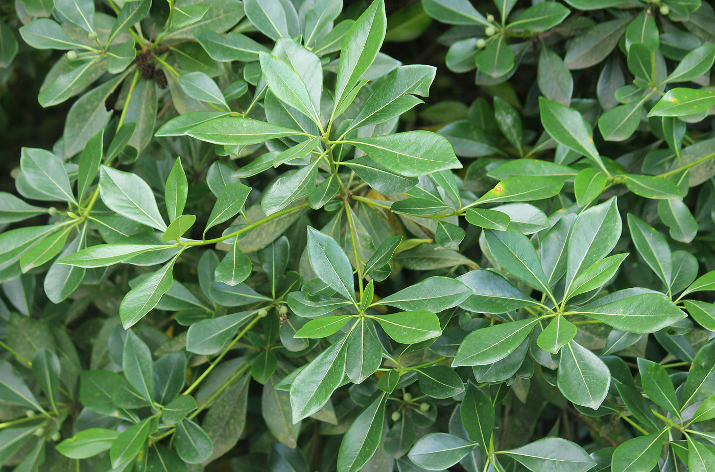 Image of Pittosporum kunmingense specimen.