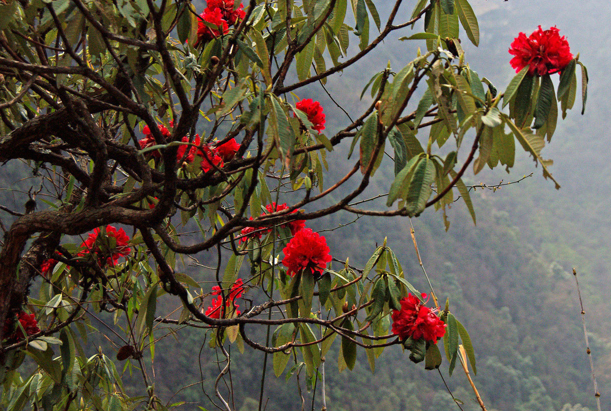 Изображение особи Rhododendron arboreum.