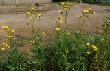 Sonchus arvensis subspecies uliginosus. Верхушки цветущих растений. Восточный Казахстан, г. Усть-Каменогорск, возле жилого дома. 13.07.2017.