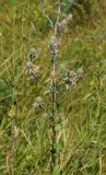 Eryngium planum
