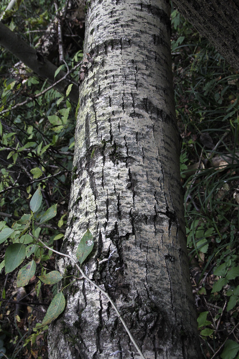 Изображение особи Populus trichocarpa.