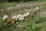 Viburnum plicatum. Побег с соцветиями. Грузия, Аджария, с. Мцване-Концхи, Батумский бот. сад, в культуре. 09.05.2017.