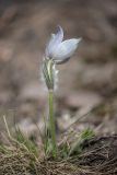 Pulsatilla uralensis