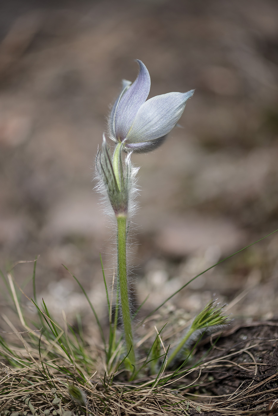 Изображение особи Pulsatilla uralensis.