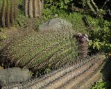 Ferocactus recurvus