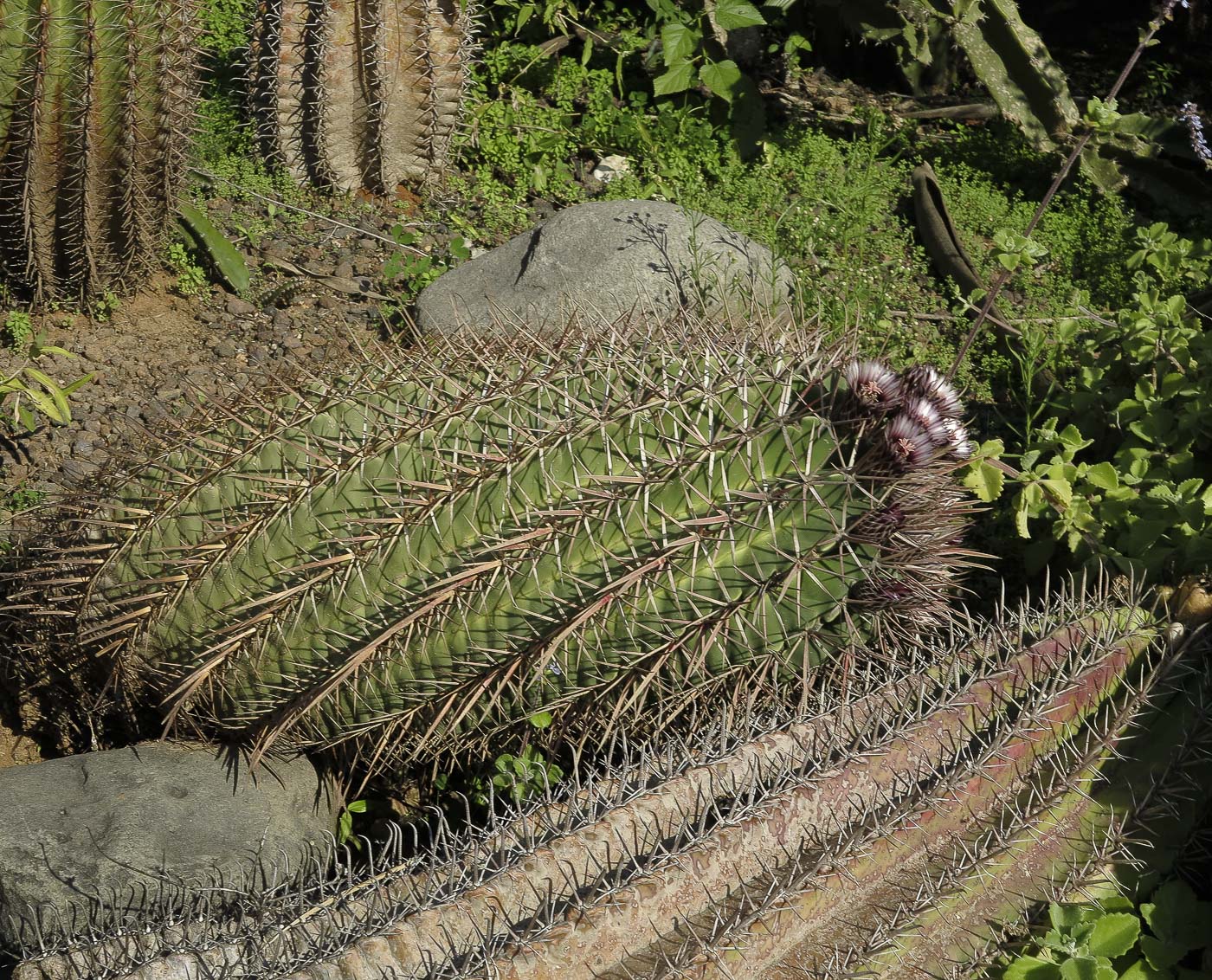 Изображение особи Ferocactus recurvus.